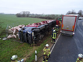 Der verunfallte Sattelzug mit den befreiten Schweinen in einer provisorischen Umzäunung.